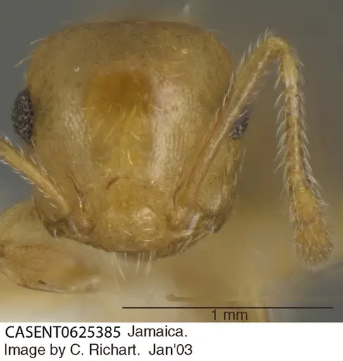Crematogaster steinheili - CASENT0625385
