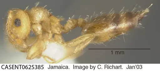 Crematogaster steinheili - CASENT0625385