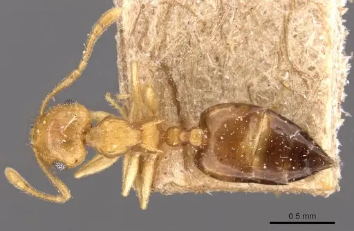 Crematogaster steinheili - CASENT0908425