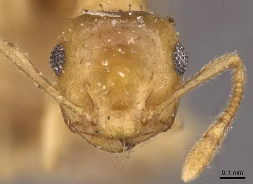 Crematogaster steinheili - CASENT0908425