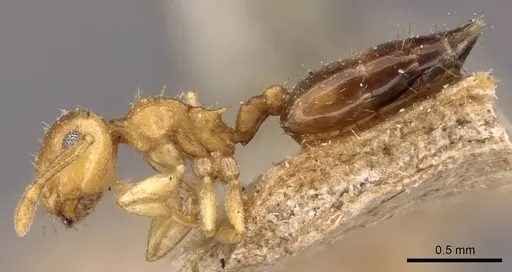 Crematogaster steinheili - CASENT0908425