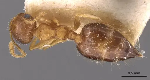 Crematogaster steinheili - CASENT0908426