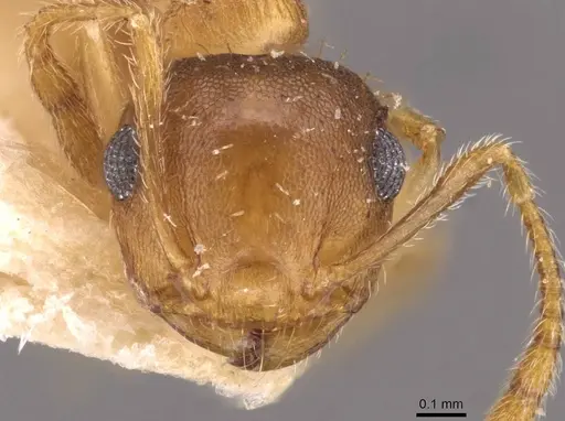 Crematogaster steinheili - CASENT0908426