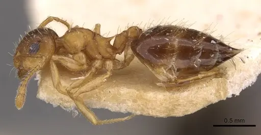 Crematogaster steinheili - CASENT0908426