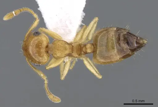 Crematogaster steinheili - CASENT0914645
