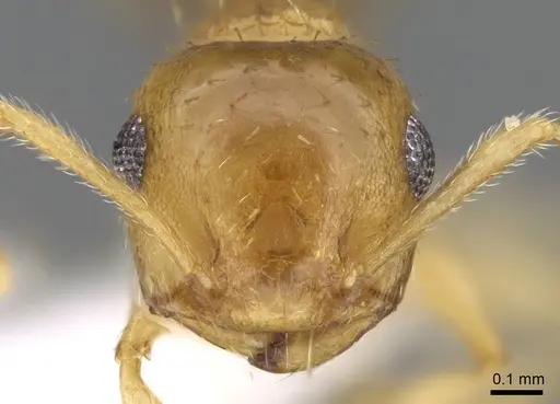 Crematogaster steinheili - CASENT0914645