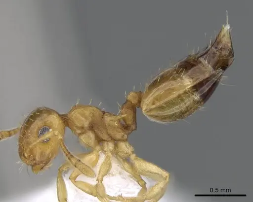 Crematogaster steinheili - CASENT0914645