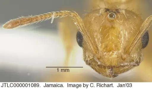 Crematogaster steinheili - JTLC000001089