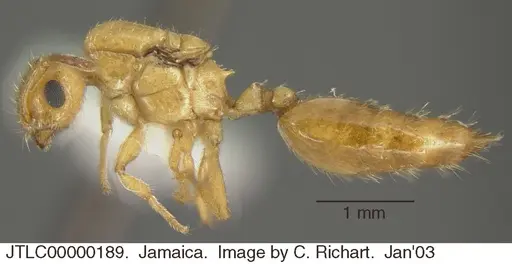 Crematogaster steinheili - JTLC000001089
