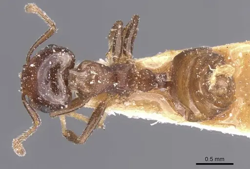 Crematogaster stigmata specimen