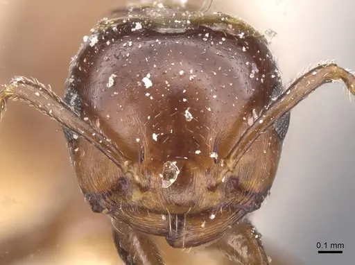 Crematogaster stigmata specimen