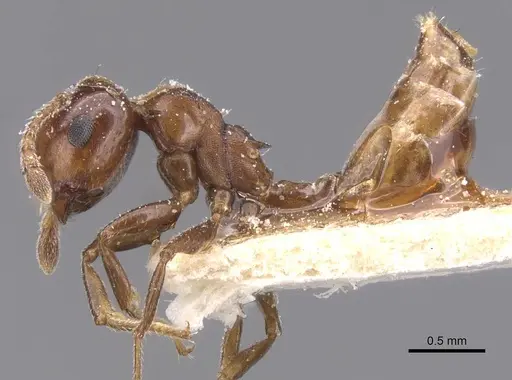 Crematogaster stigmata specimen