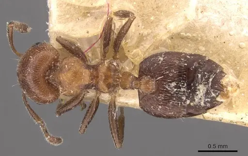 Crematogaster stigmatica specimen