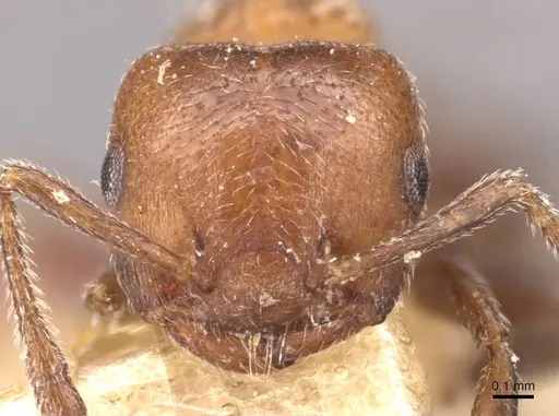 Crematogaster stigmatica specimen