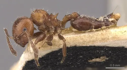 Crematogaster stigmatica specimen