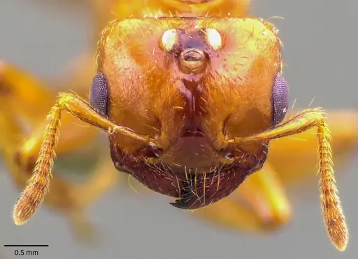 Crematogaster stollii specimen