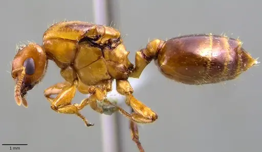 Crematogaster stollii specimen