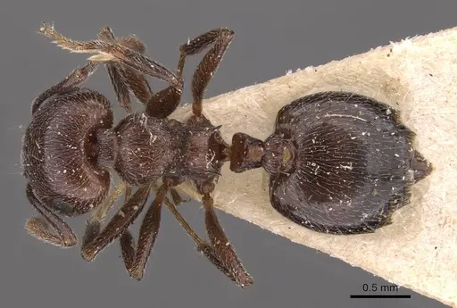 Crematogaster striaticeps specimen