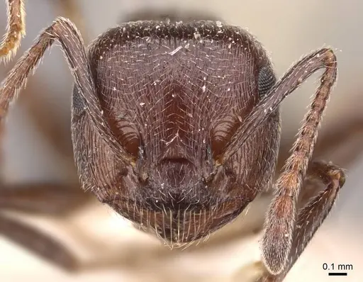 Crematogaster striaticeps specimen
