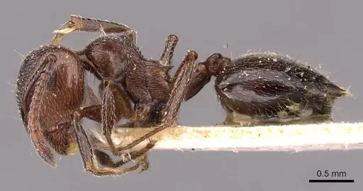 Crematogaster striaticeps specimen