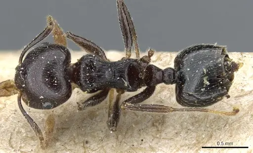 Crematogaster striatula specimen