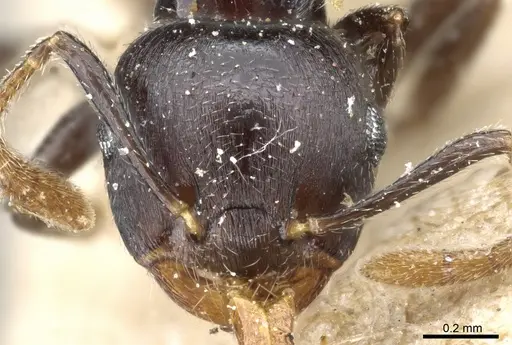 Crematogaster striatula specimen