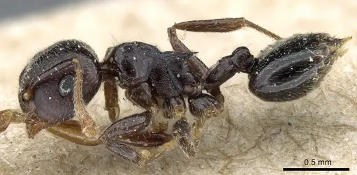 Crematogaster striatula specimen