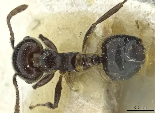 Crematogaster striatula - CASENT0912816