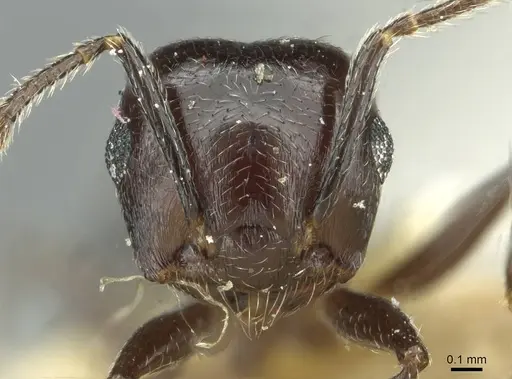Crematogaster striatula - CASENT0912816