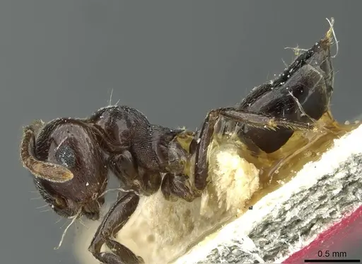 Crematogaster striatula - CASENT0912816