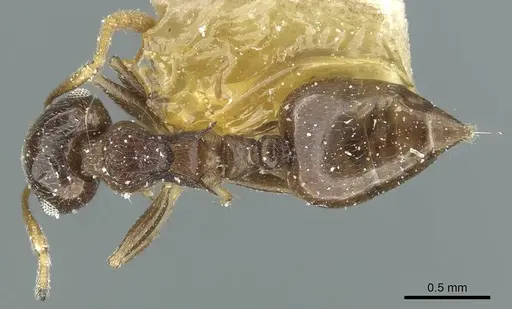 Crematogaster striatula - CASENT0912817