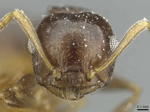 Crematogaster striatula - CASENT0912817