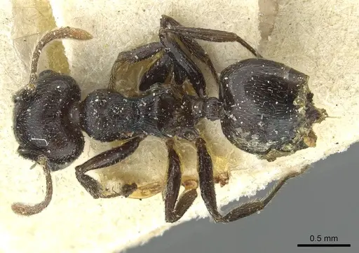 Crematogaster striatula - CASENT0912818
