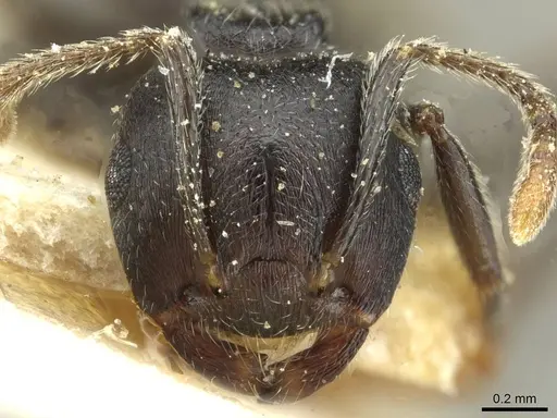 Crematogaster striatula - CASENT0912818