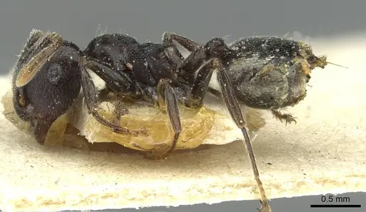 Crematogaster striatula - CASENT0912818