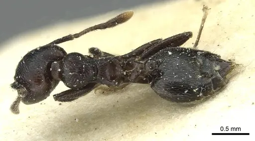 Crematogaster striatula - CASENT0912819