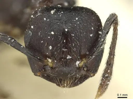 Crematogaster striatula - CASENT0912819