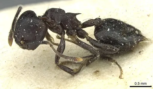 Crematogaster striatula - CASENT0912819