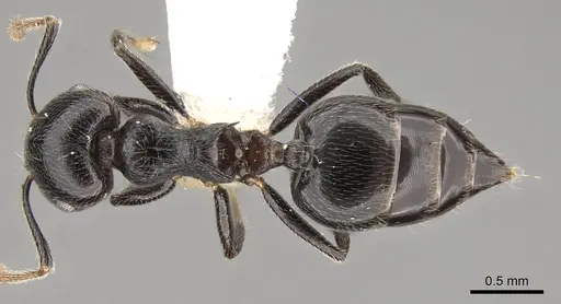Crematogaster striatula - CASENT0914191