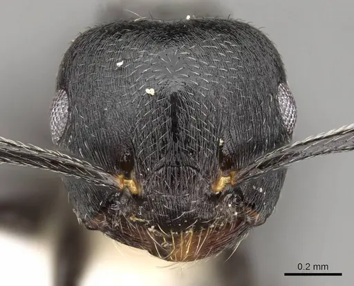 Crematogaster striatula - CASENT0914191