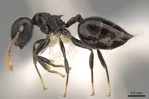 Crematogaster striatula - CASENT0914191