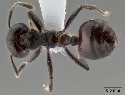 Crematogaster subcircularis specimen