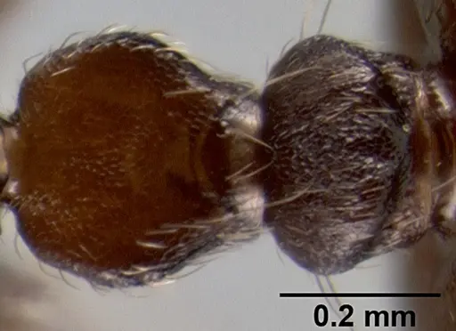 Crematogaster subcircularis specimen