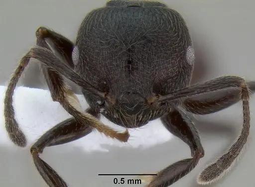 Crematogaster subcircularis specimen
