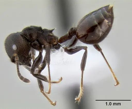Crematogaster subcircularis - CASENT0193915