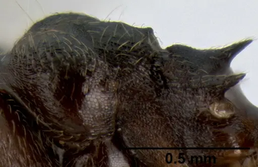 Crematogaster subcircularis - CASENT0193915