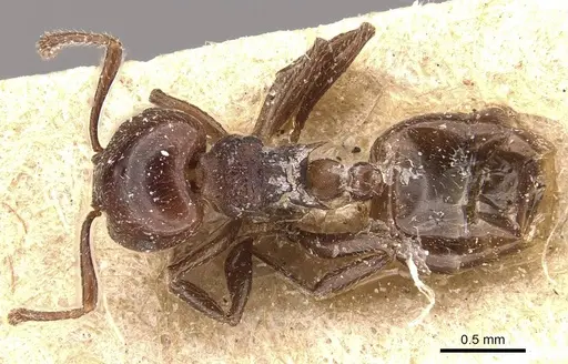 Crematogaster subcircularis - CASENT0908592