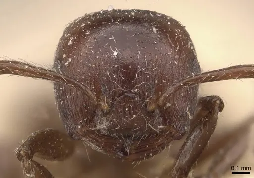Crematogaster subcircularis - CASENT0908592