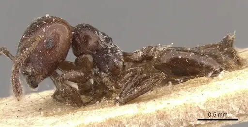 Crematogaster subcircularis - CASENT0908592
