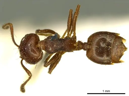 Crematogaster subcircularis - CASENT0919688